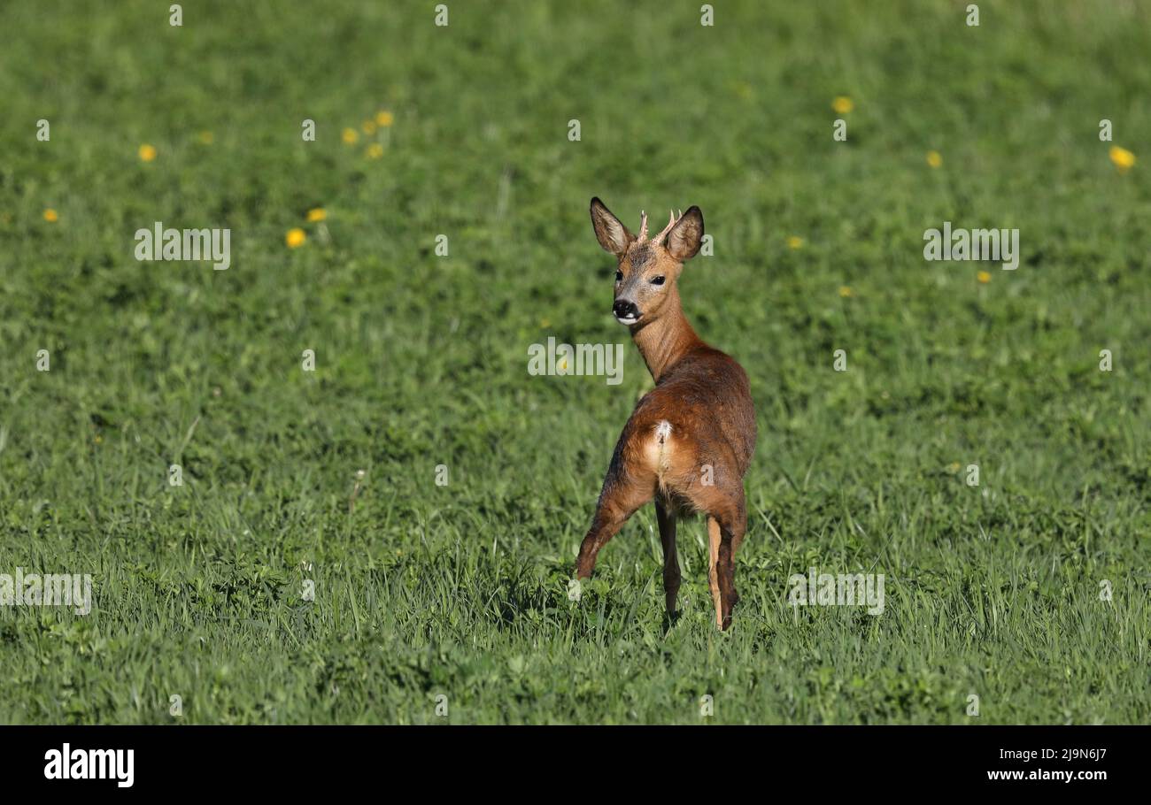 Roebuck peeing sul campo di erba Foto Stock