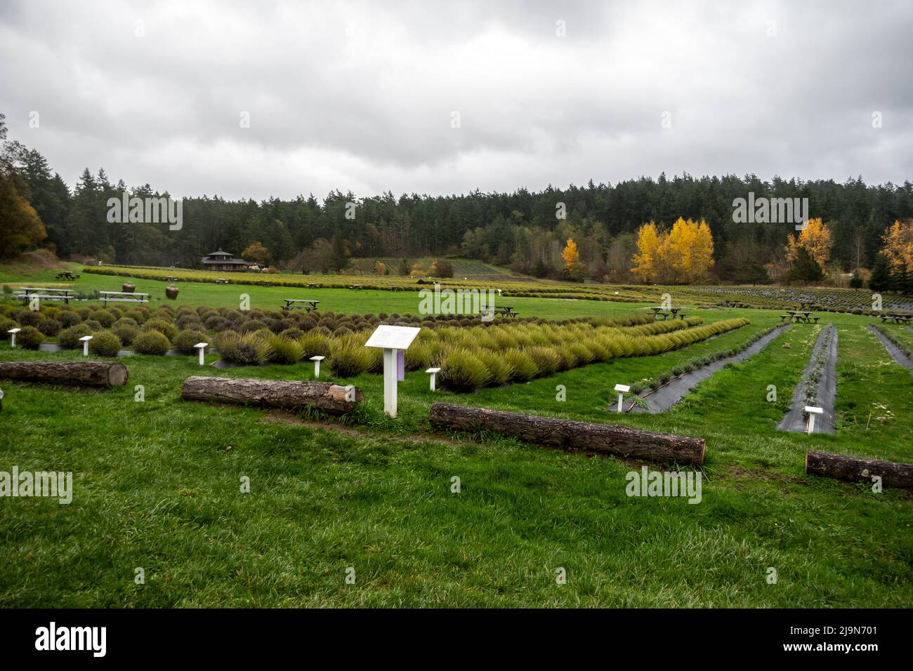 Friday Harbor, WA USA - circa Novembre 2021: Vista ad angolo dei campi alla fattoria di lavanda Pelindaba sull'isola di San Juan. Foto Stock