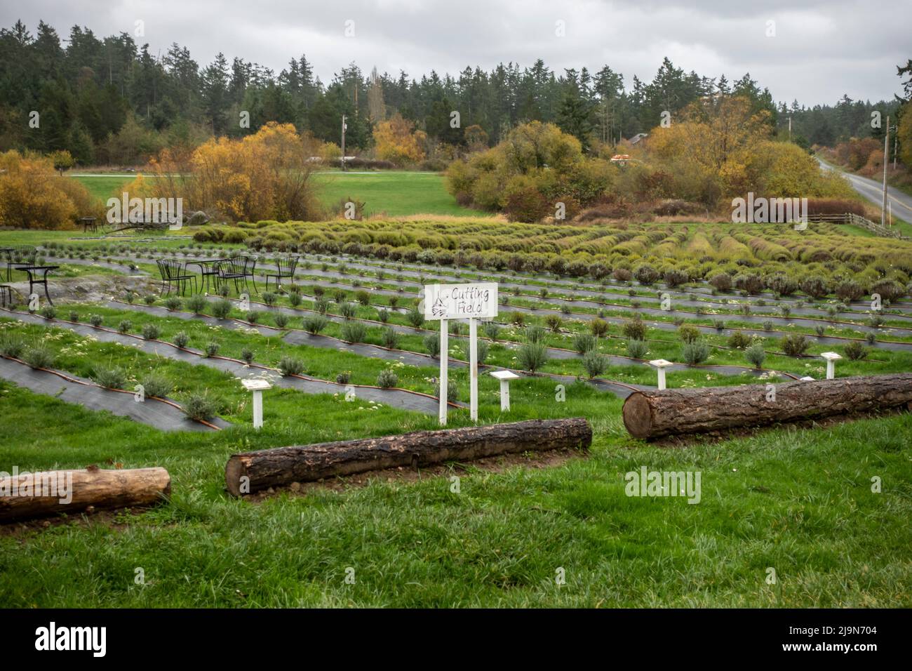 Friday Harbor, WA USA - circa Novembre 2021: Vista ad angolo dei campi alla fattoria di lavanda Pelindaba sull'isola di San Juan. Foto Stock