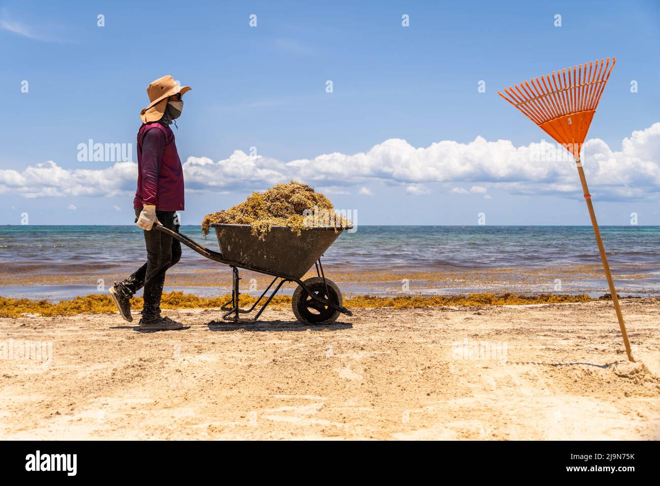 Operatore che trasporta una carriola con la pianta marina di sargassum. Problema di ecologia in isole tropicali. Foto Stock