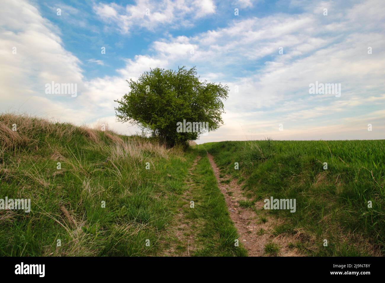 Un solitario cespuglio verde tra due campi. Repubblica Ceca. Foto Stock