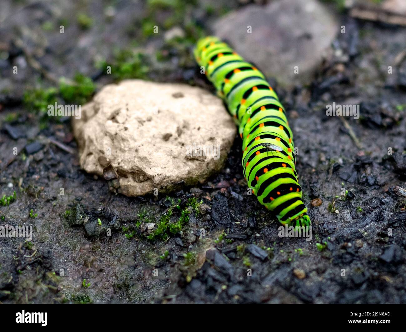 Un bruco verde con macchie nere e arancioni su sfondo scuro striscia nel fango tra le pietre Foto Stock