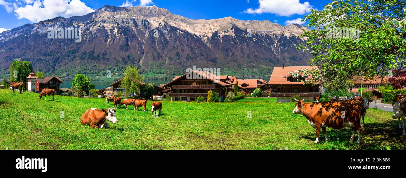 Campagna svizzera tradizionale. Paesaggio panoramico con mucche in verdi pascoli (prati) circondato da montagne alpine. Foto Stock