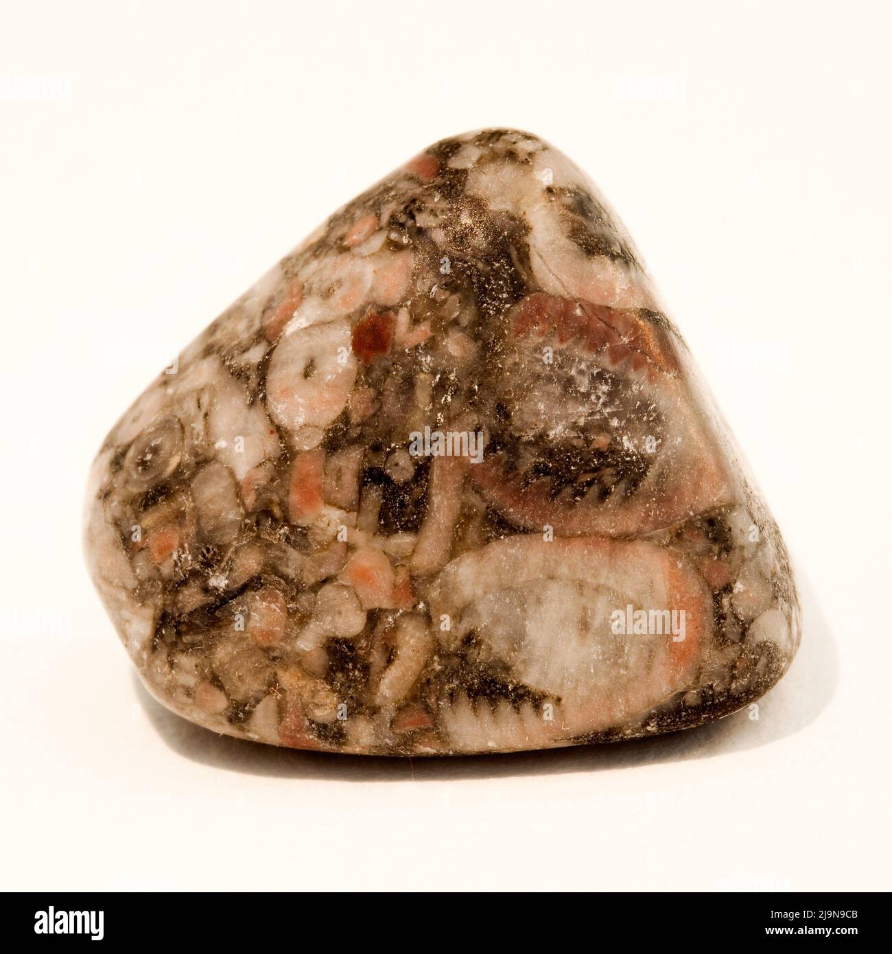 Macro primo piano Fotografia a colori di un lucido ' Crinoid Fossil ' una gemma di cristallo semi preziosa usata nella terapia di guarigione del cristallo Foto Stock