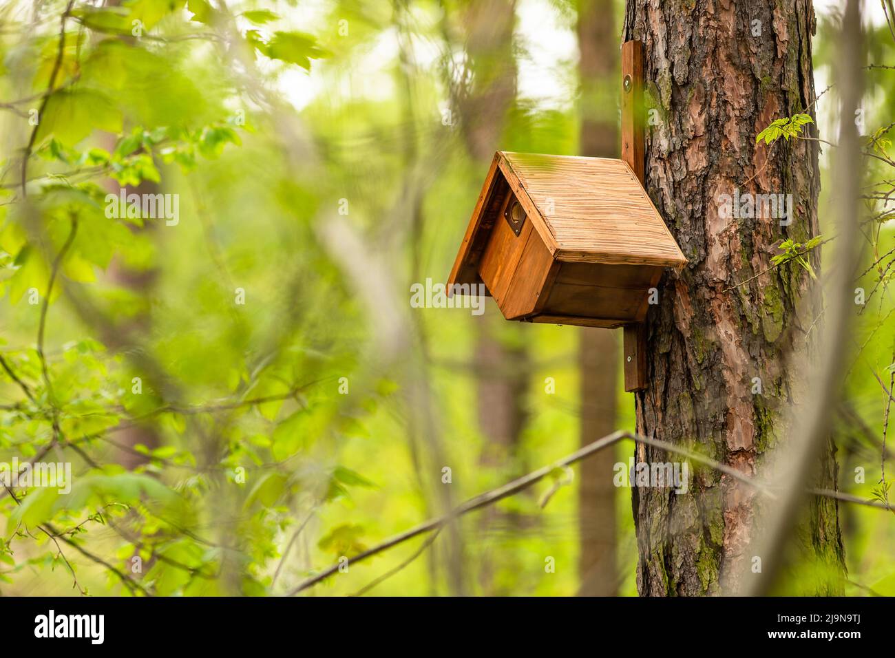 Un legno, di colore arancione, birdhouse, a forma di rombo, attaccato ad una corteccia dell'albero. Primavera in una foresta con foglie verdi fresche. Foto Stock