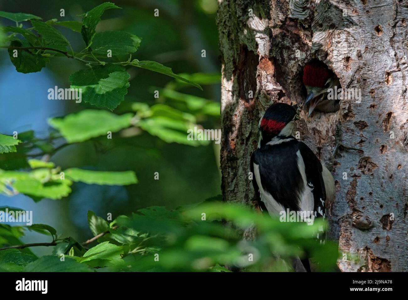 Buntspecht bei der Fütterung des Jungtieres, die Futterübergabe und auch das Jungtier sind deutlich zu sehen Foto Stock