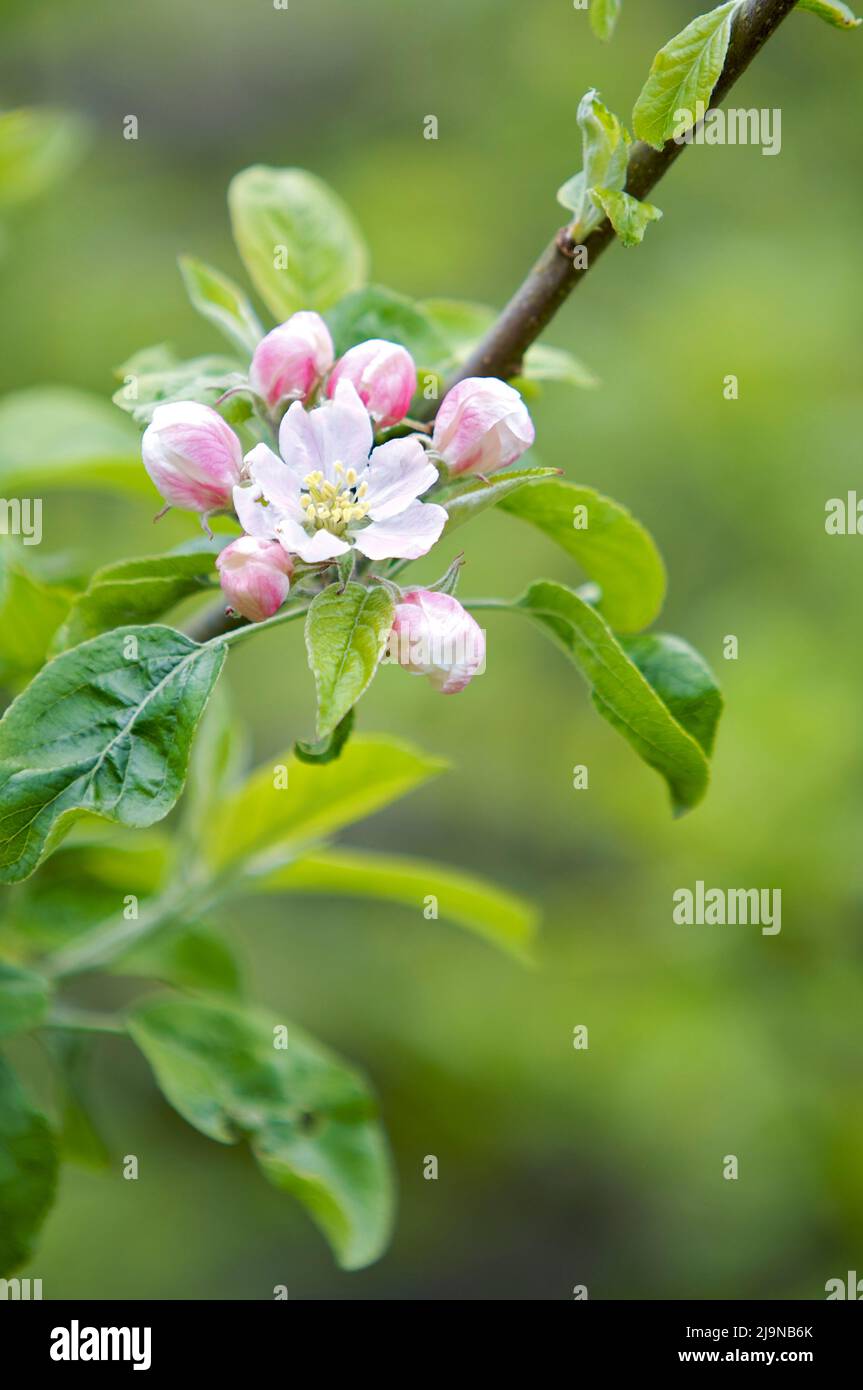 Delicato fiore rosa su un albero di mele in primavera. Foto Stock