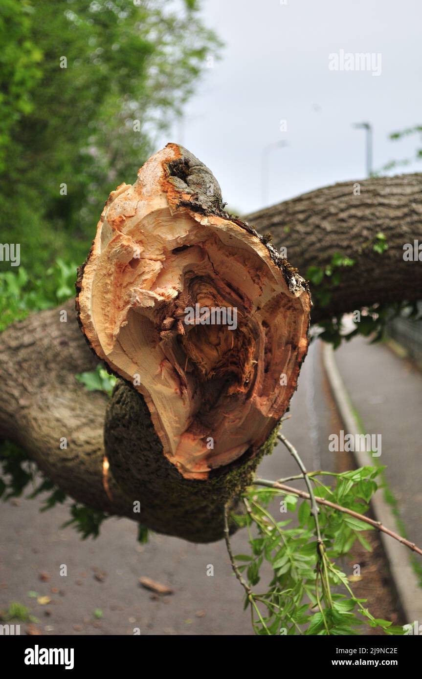 Ramo strappato di un albero caduto in Currie UK. Sembra un serpente con la bocca aperta verso l'obiettivo. Foto Stock