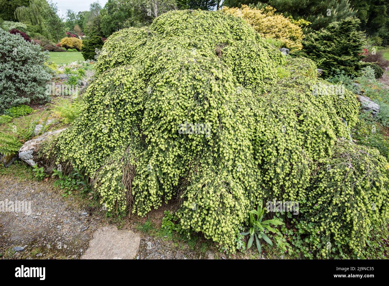 Tsuga canadensis o 'Cole's prostrate'Coles prostrate si trovano nei giardini del Threave a Dumfries e Galloway Scozia sud-occidentale Foto Stock
