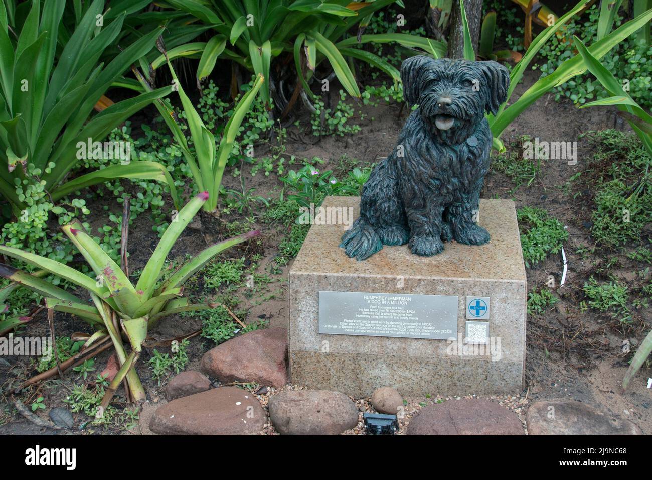 Una vista ravvicinata di una statua di Humphrey immerman, un cane che ha aiutato a sollevare migliaia di persone per la SPCA Foto Stock
