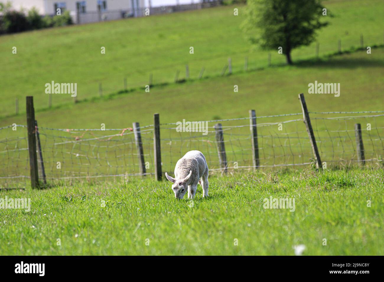 Un agnello giovane che pascola sul campo di pascolo verde dell'erba Foto Stock