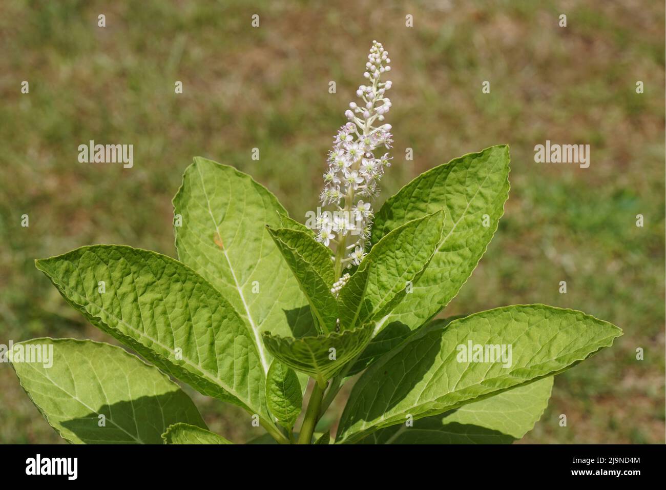 Primo piano fioritura di alghe indiane (Phytolacca acinosa), famiglia Phytolaccaceae. Primavera, maggio, giardino olandese. Foto Stock