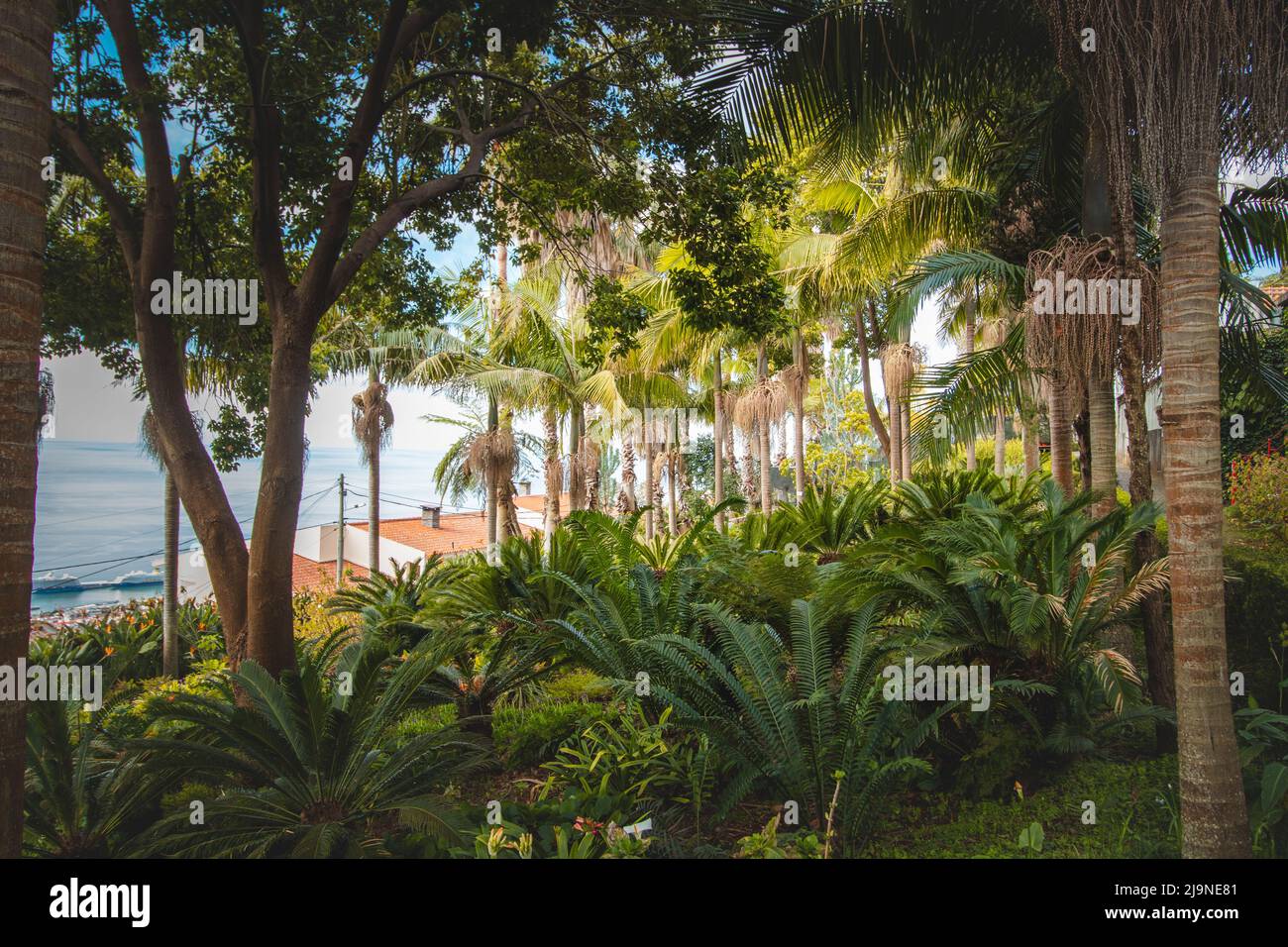 Vegetazione verde nei bellissimi giardini del monte Palace madeira nella capitale Funchal. Giardino botanico portoghese. Alla scoperta dell'europa Foto Stock