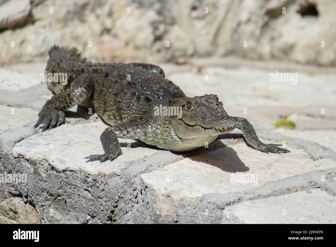 Un coccodrillo di Morelet che prende il sole Foto Stock
