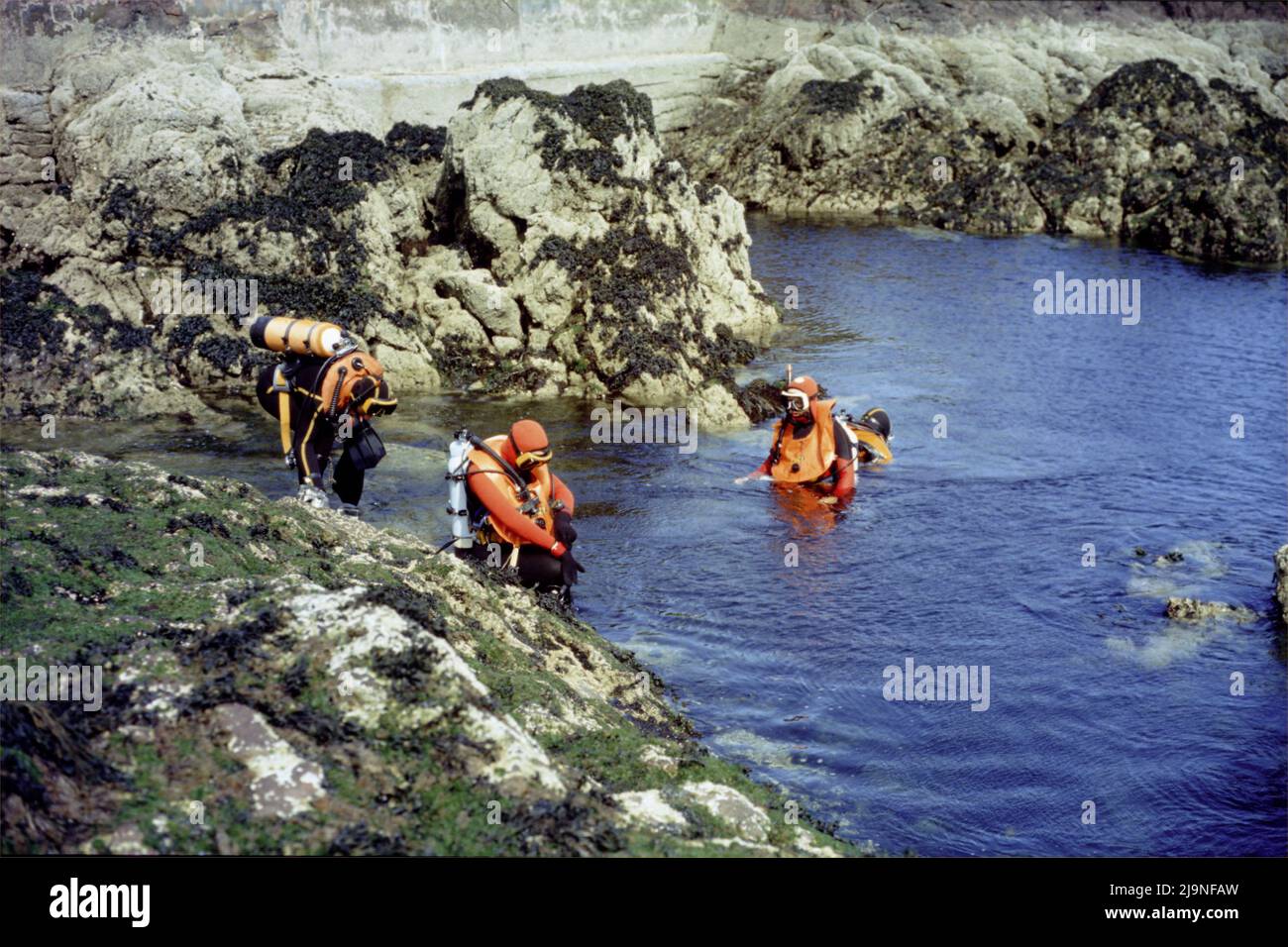 Subacquei che si preparano ad entrare in acqua per esplorare il mondo sottomarino dalla parete esterna del porto, coperta di alghe verdi e marroni, St Abbs UK 80' Foto Stock