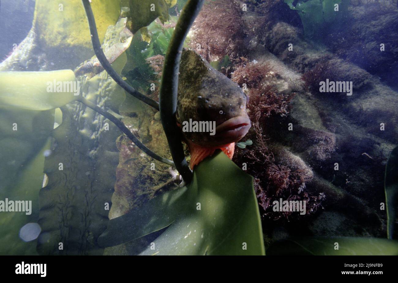 Lumpsucker - Cyclopterus lumpus in Kelp foresta nascondere usando il suo sucker per tenere al kelp nel mese di febbraio vicino St Abbs, Mare del Nord, Regno Unito. Foto Stock