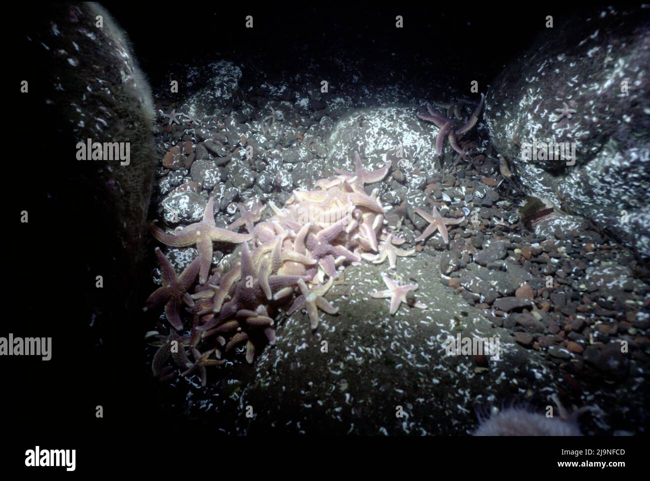 Comune Starfish - Asterias rubens, qui comune nutrirsi di un pesce morto, ringiovanire il loro corpo, mobile su gambe tubolari. St Abbs UK 1988. Foto Stock