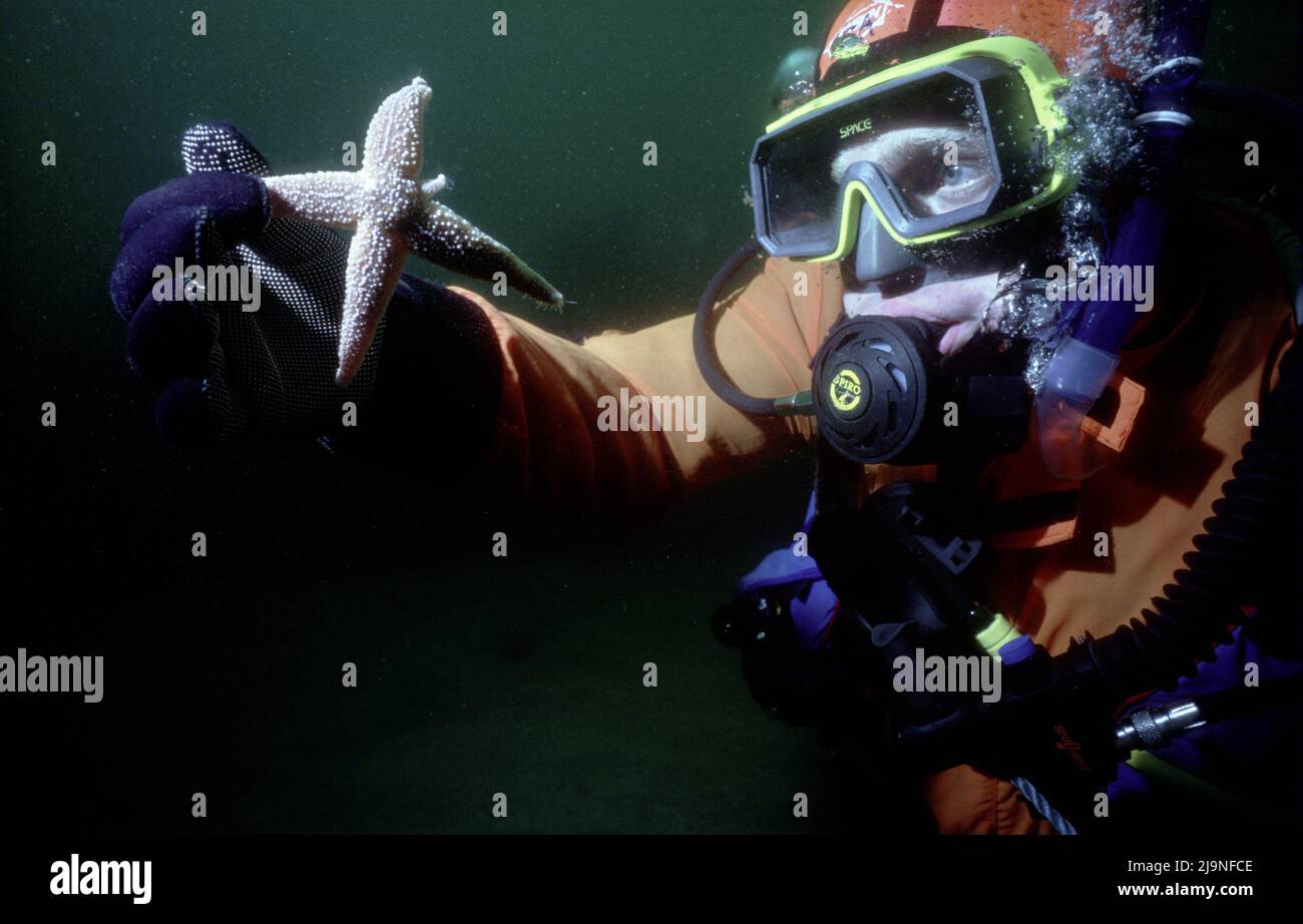 Comune Starfish - Asterias rubens, Diver, Starfish ringiovanente il suo corpo, mobile su gambe tubolari, Diver in un vestito secco arancione, St Abbs UK 1988. Foto Stock