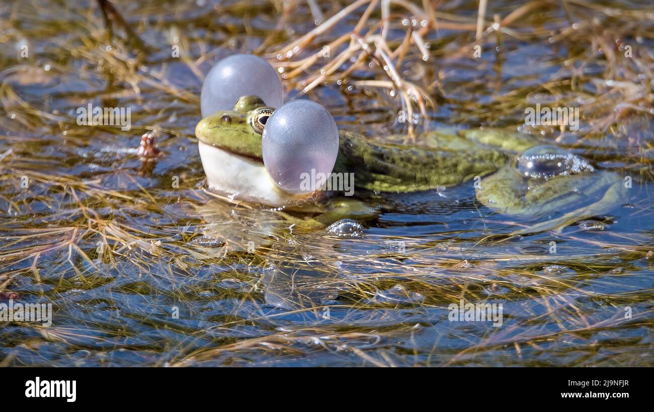 Rana di palude europea che gonfia sacche vocali per attecchiare un compagno a Oare Marshes, Favresham, Kent. Foto Stock