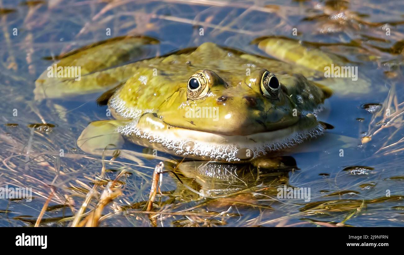 Rana palude europea da vicino Oare Marshes, Faversham, Kent. Foto Stock