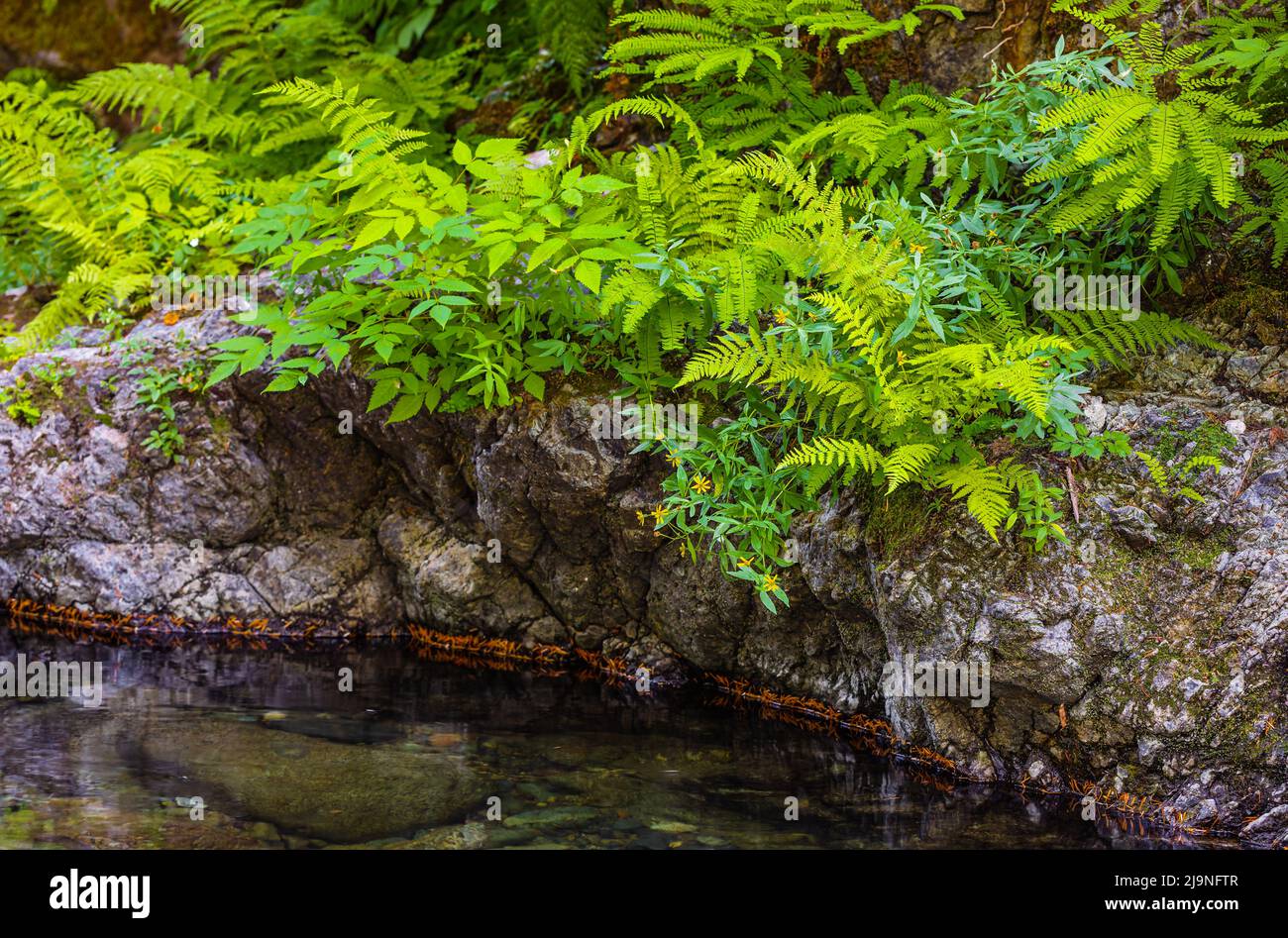 Piante di Fern che crescono dal torrente forestale. Foto di viaggio, nessuno, fuoco selettivo Foto Stock