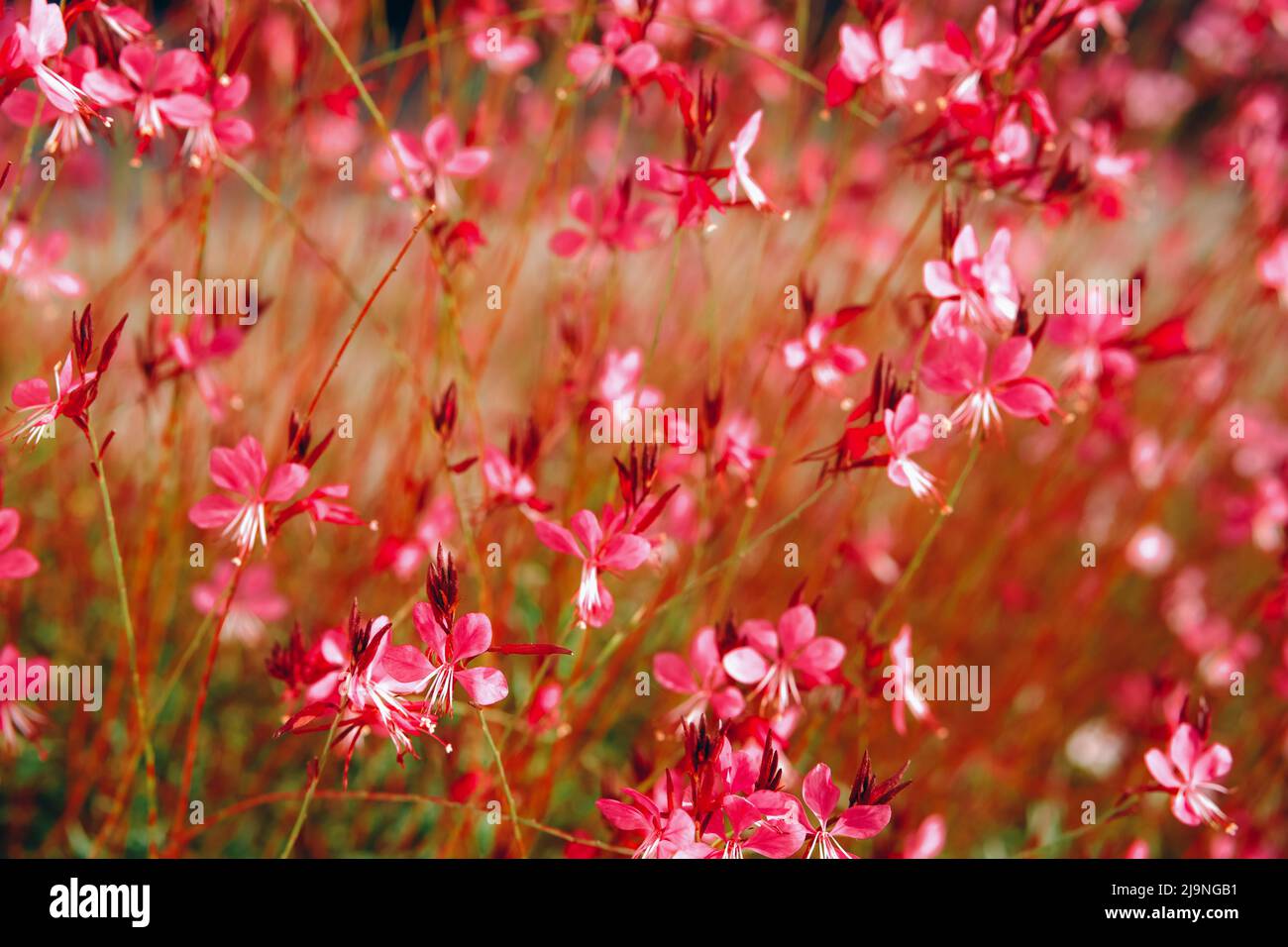 Enotera lindheimeri, prato rosa campo sfondo. Foto Stock