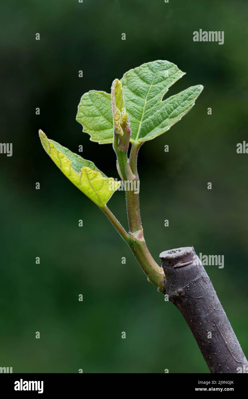 Ramo potato di fico albero (Ficus carica) mostrando luogo adeguato per fare  taglio per favorire la nuova crescita, come mostrato Foto stock - Alamy
