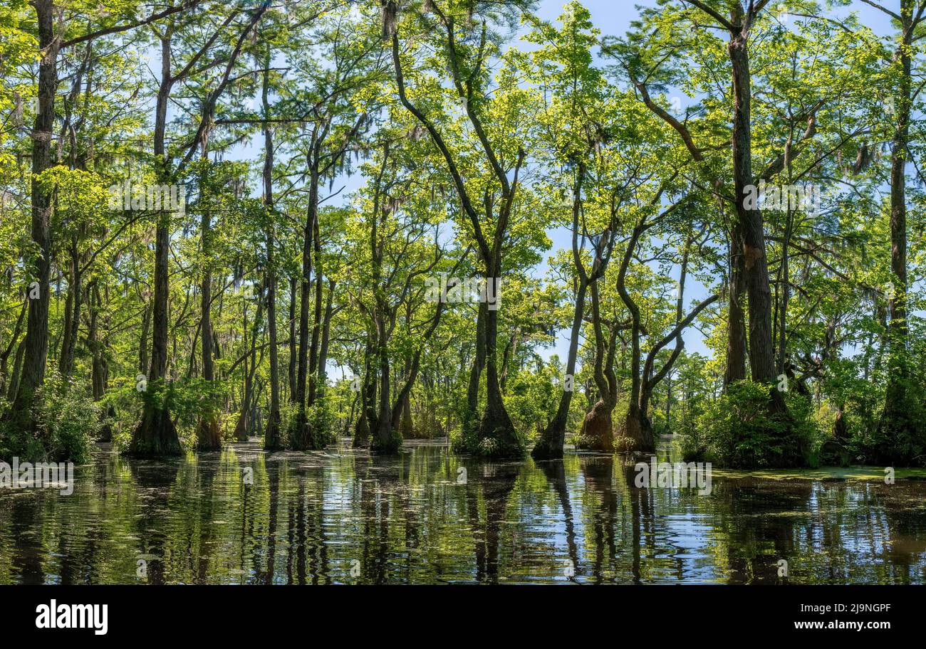 Merchant's Millstagno state Park nel North Carolina a fine maggio. Gli alberi dominanti sono acqua tupelo (Nyssa aquatica) e baldcypress (Taxodium distichum). Foto Stock
