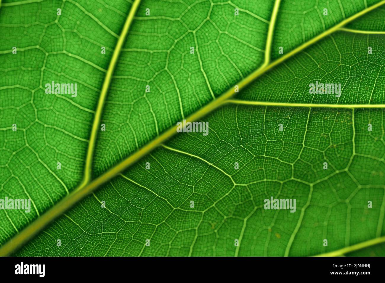 Verde foglie sfondo e texture le foglie di un fidddle foglia fico albero - ficus lirata Foto Stock