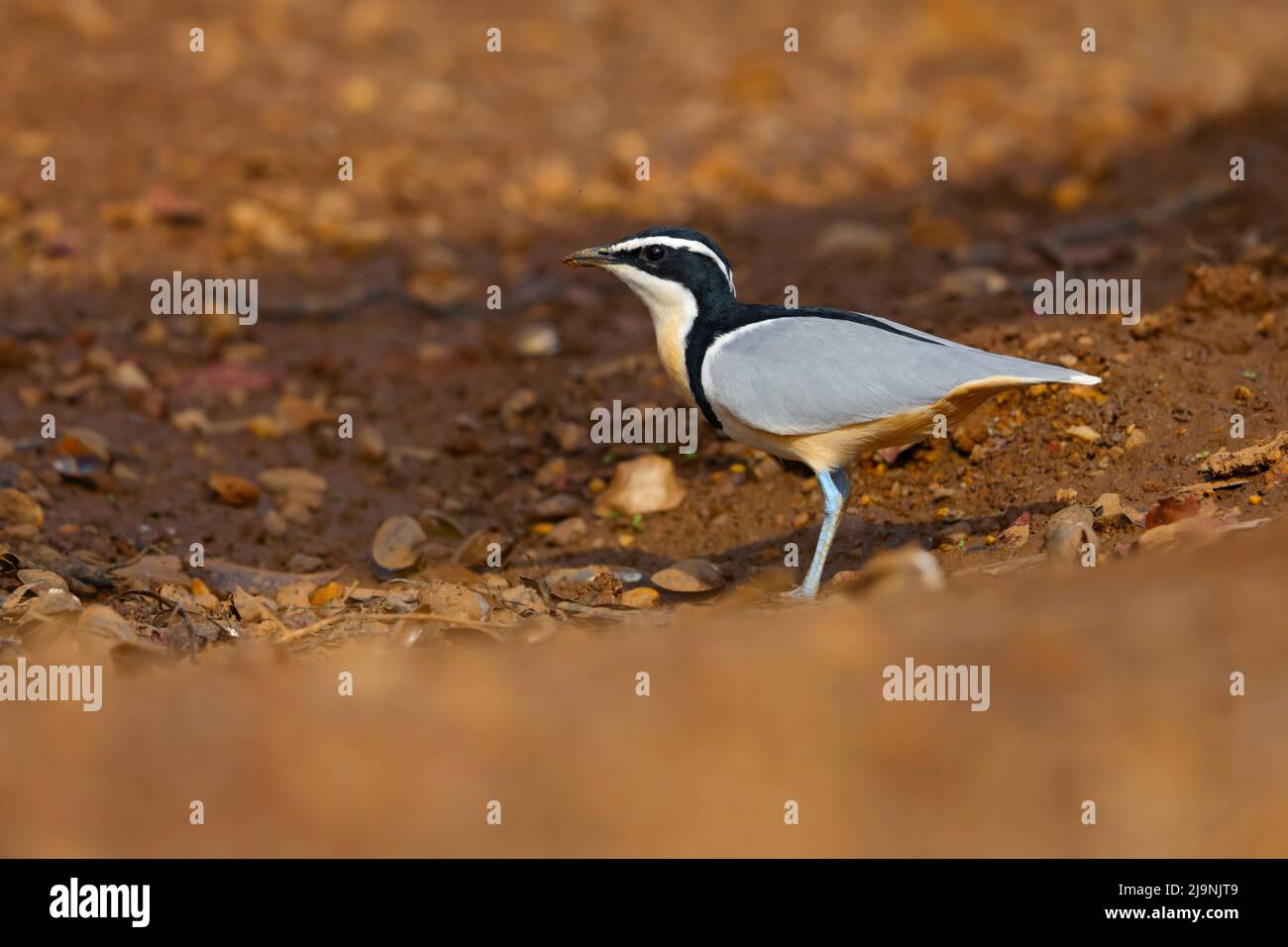 Un amante egiziano adulto (Pluvianus aegyptius) che cammina sulla riva del fiume Gambia in Senegal Foto Stock