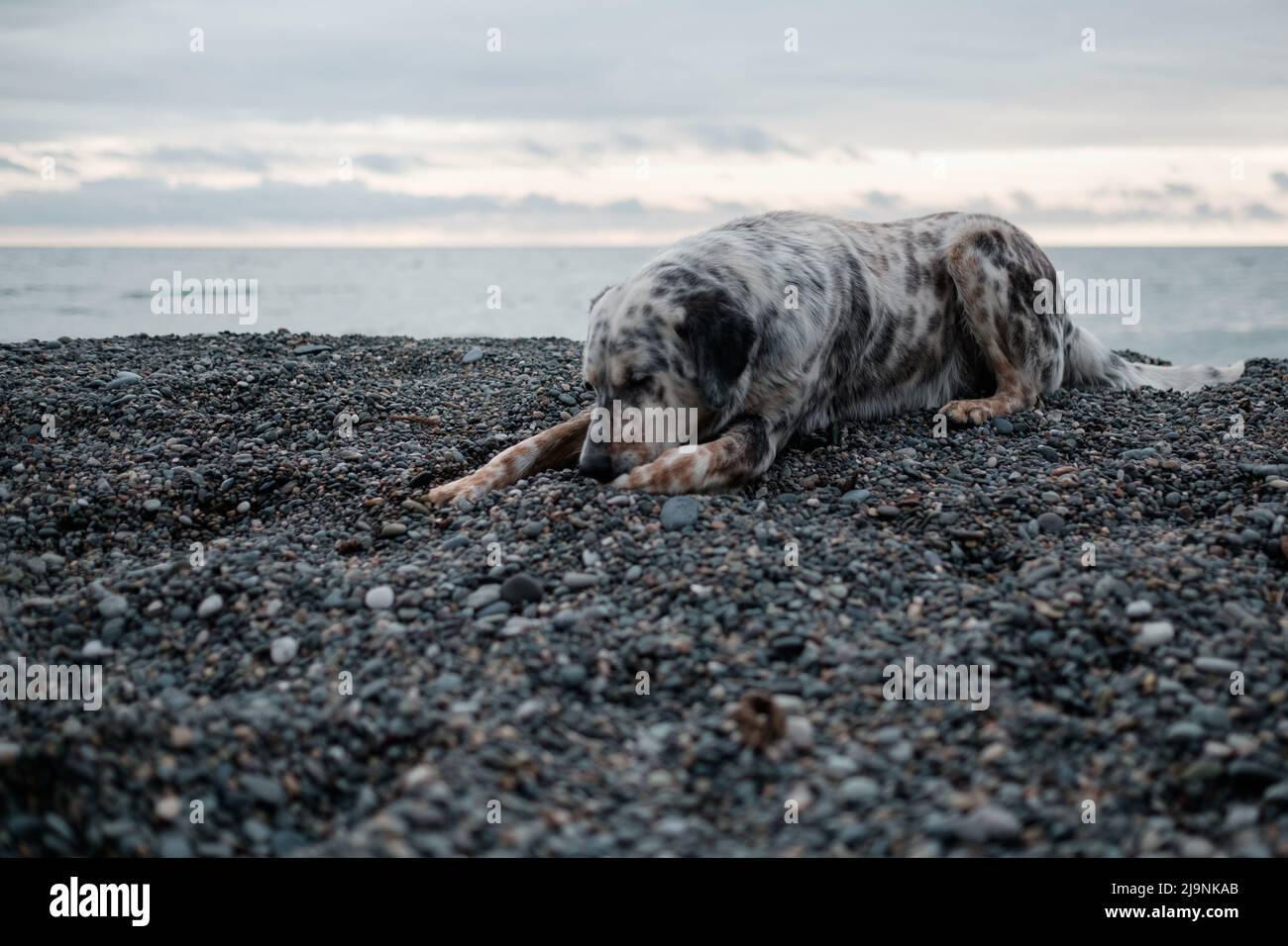 Un cane sano e in forma che riposa su una spiaggia senza persone Foto Stock
