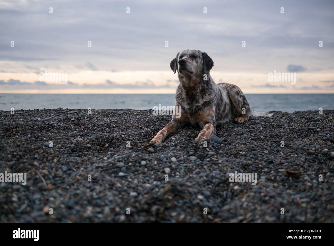 Un cane sano e in forma che riposa su una spiaggia senza persone Foto Stock