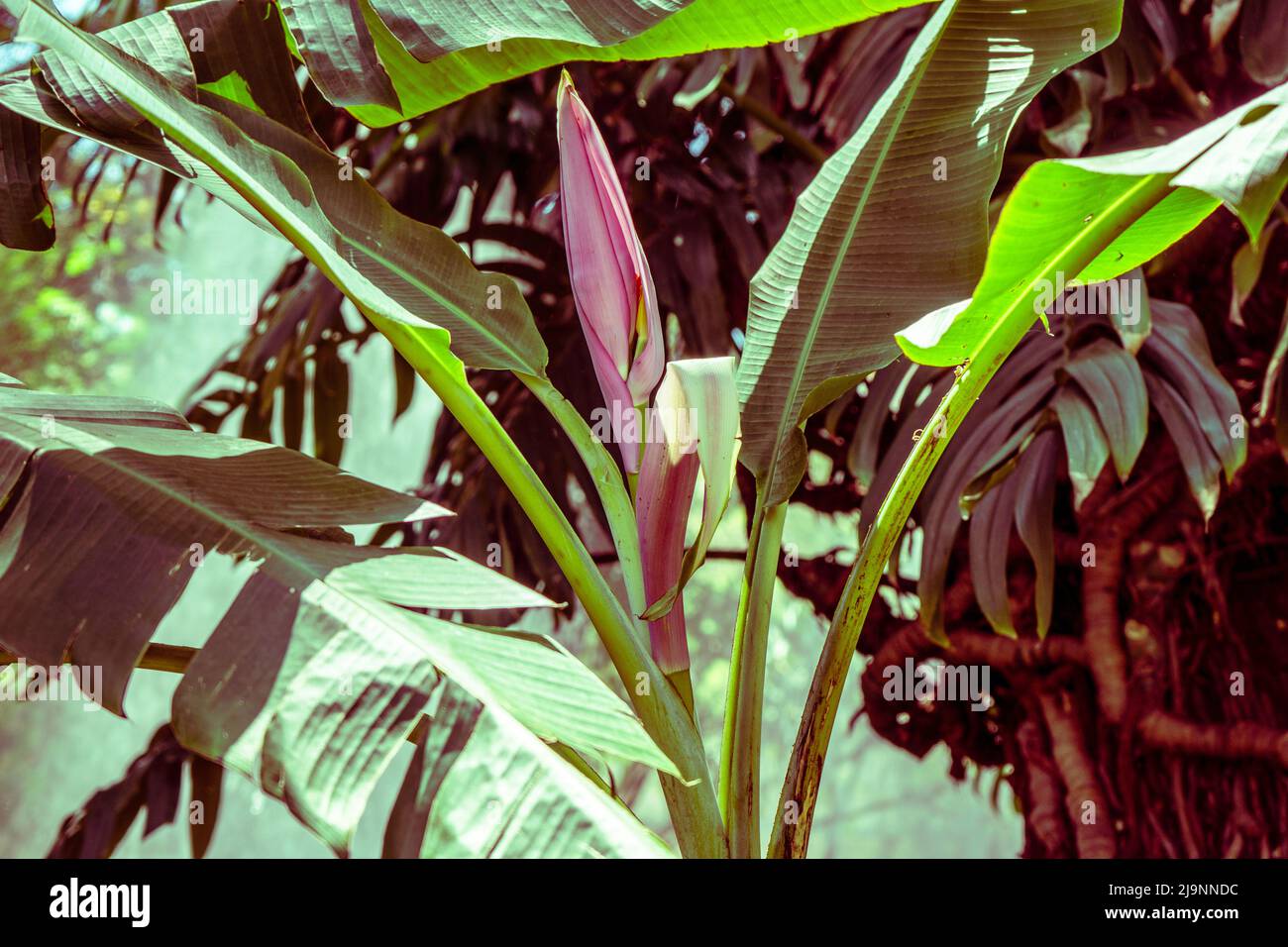Il fiore della banana nei Giardini comunali di Funchal, Madeira Foto Stock