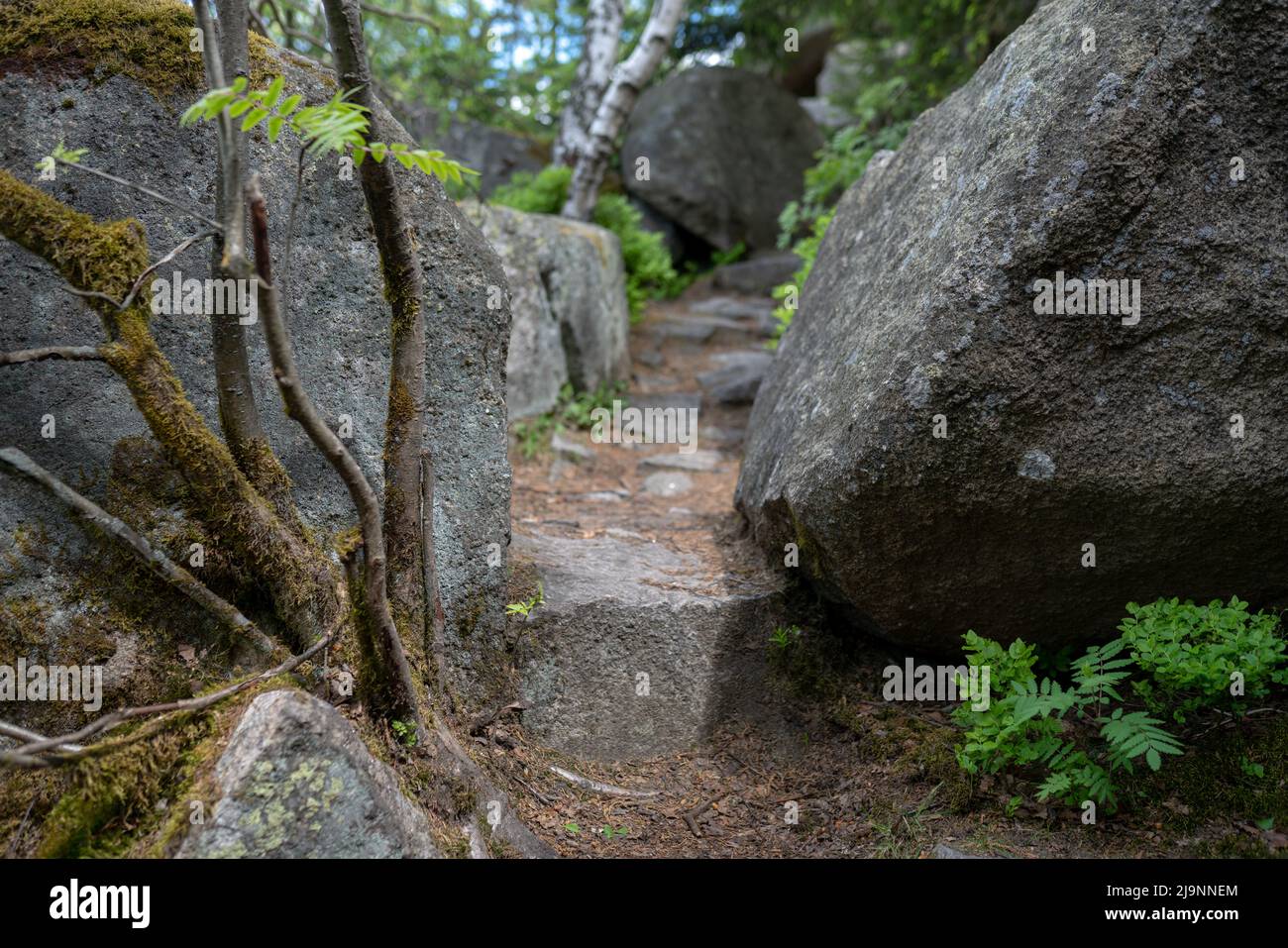 Dettaglio di un percorso turistico passaggio tra rocce di granito in foresta vicino alla cima della collina di Muchov (Mugau) in montagna Jizera. Foto Stock