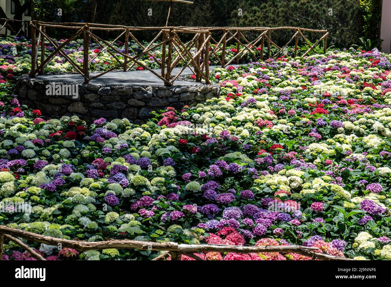 Centinaia di piante/fiori di hydrangea disposti a Funchal, Madeira il festival annuale dei fiori. Foto Stock