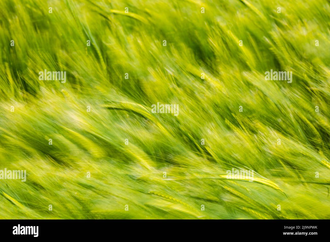 Riassunto di un campo di coltura di orzo verde che soffia nel vento in una giornata ventosa causando la sfocatura del movimento, Scozia, Regno Unito Foto Stock