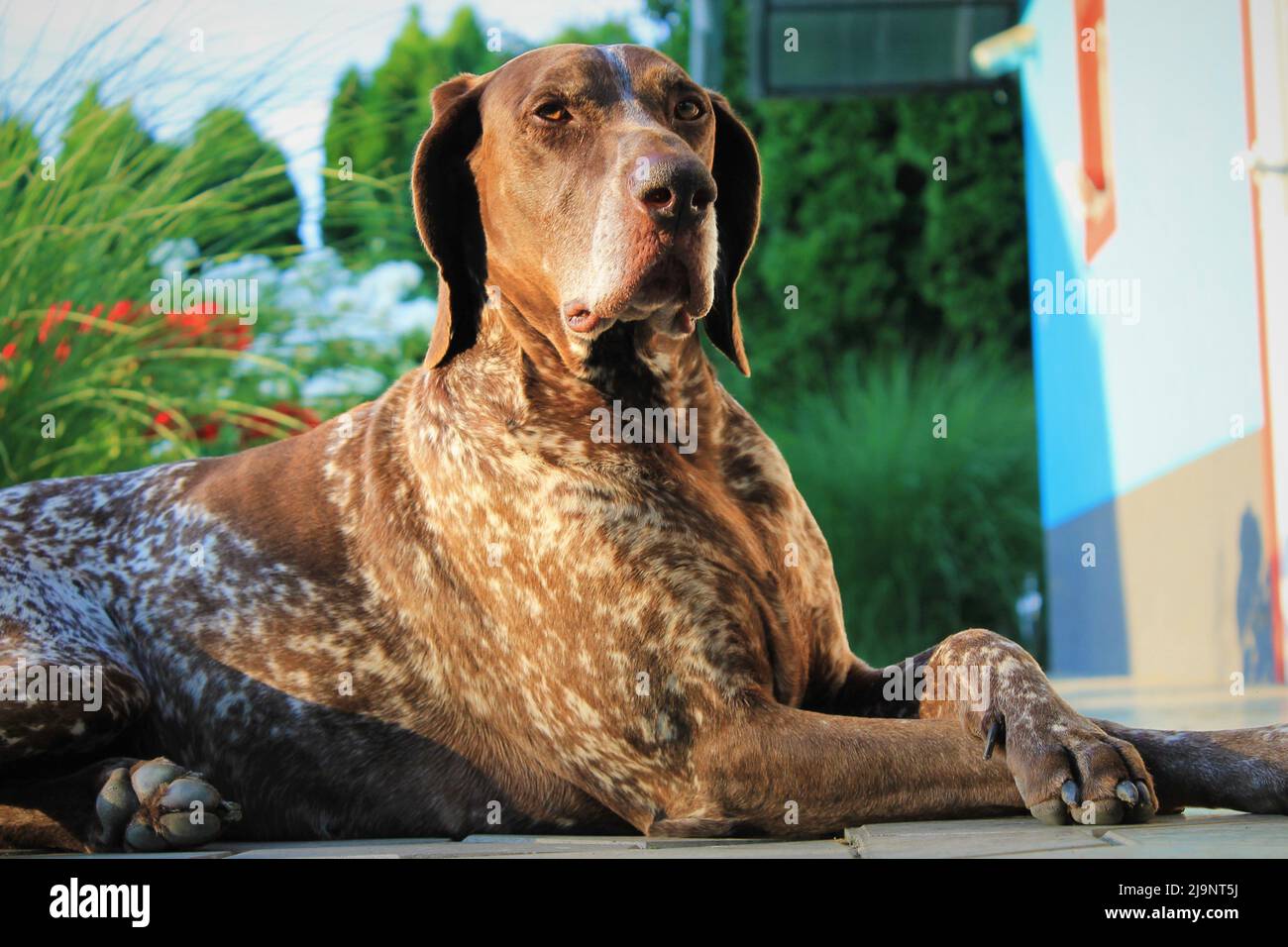 Amante degli animali e del cibo Foto Stock