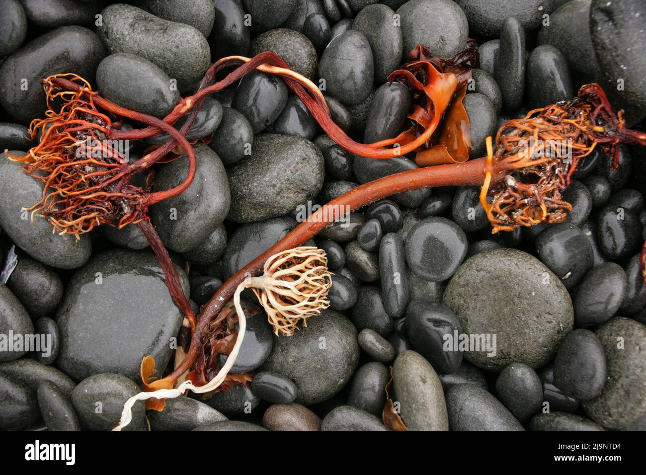 Alghe marine su una spiaggia sulla penisola di Trotternish, Isola di Skye Foto Stock