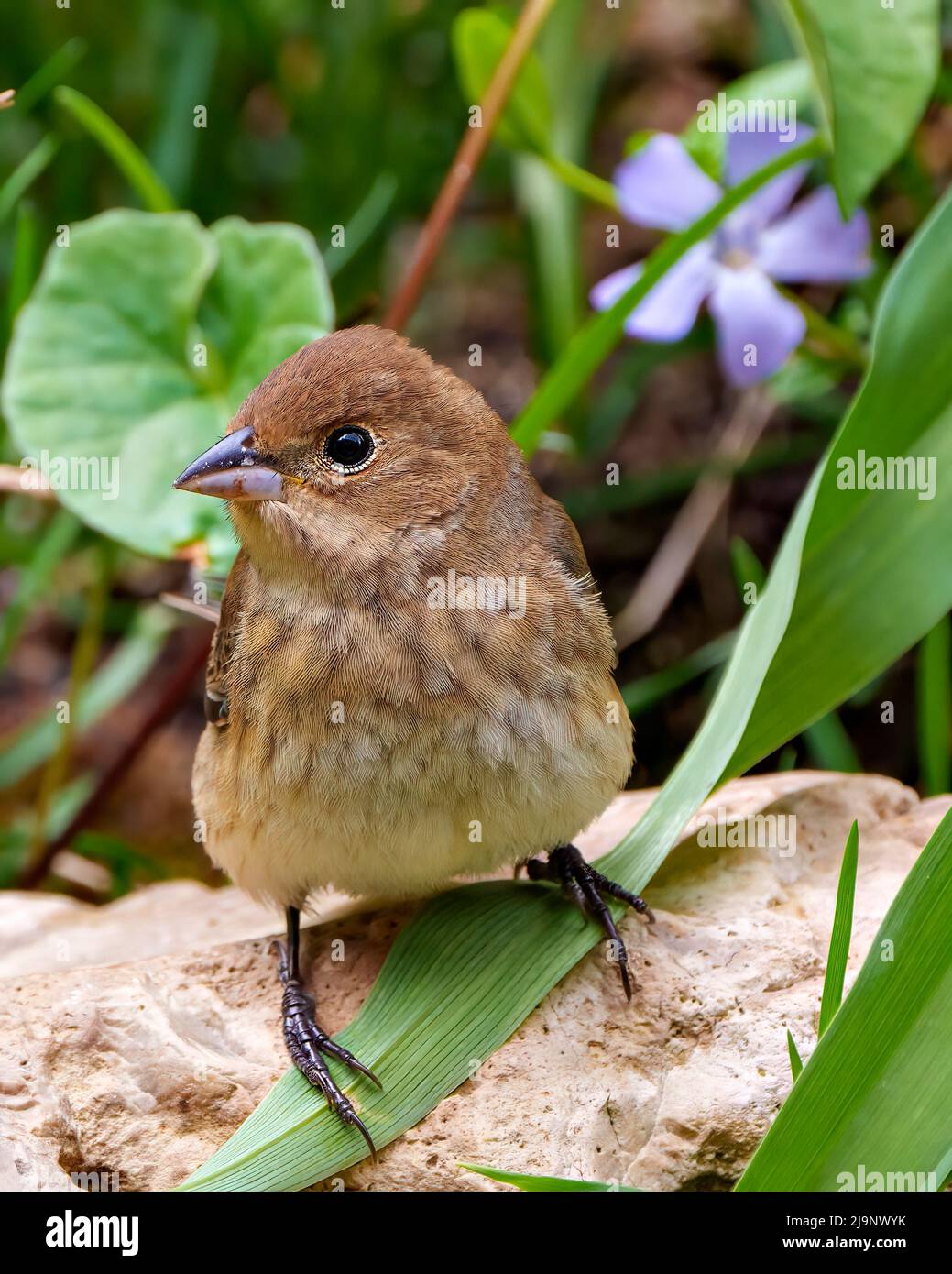 Primo piano Sparrow in piedi su una roccia con un fogliame e sfondo di fiori selvatici nel suo ambiente e habitat circostante. Casa Brown Sparrow Foto Stock