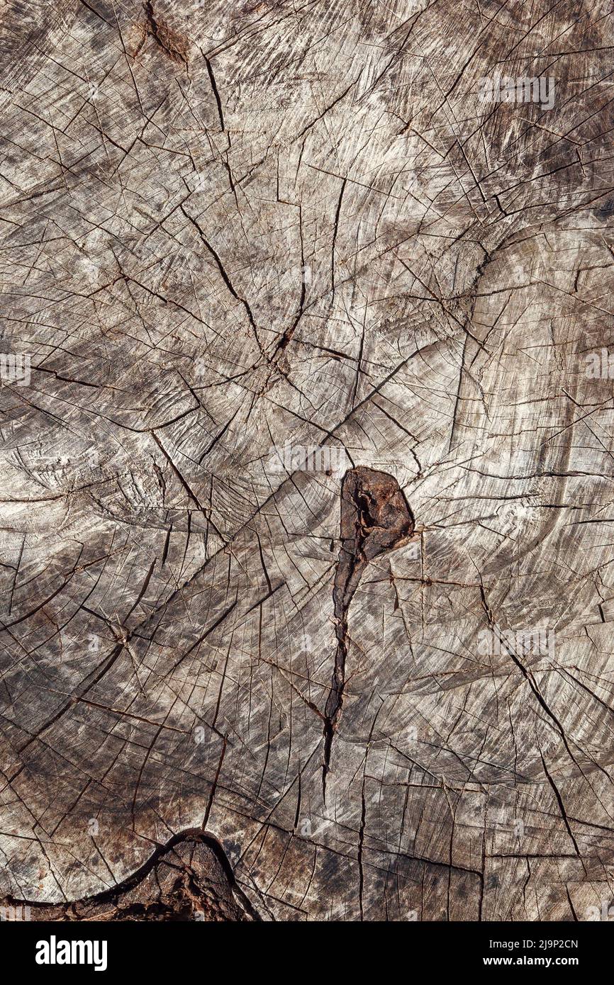 Primo piano di tessitura in legno del tronco di albero tagliato Foto Stock