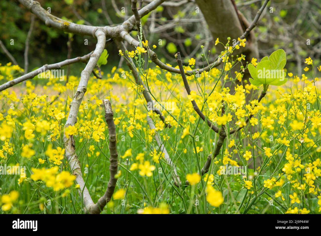 Ranunculus acris o coppe. I nomi più comuni includono la coppa del prato, la coppa del siero alta, la coppa del siero comune e la coppa del siero gigante. Foto Stock