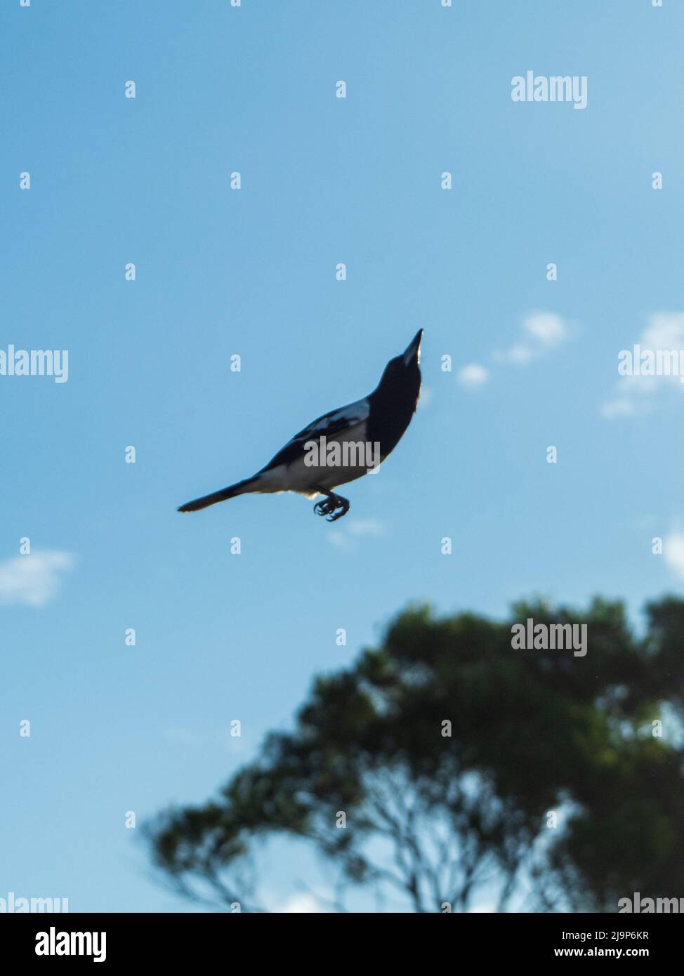 Uccello australiano, Butcherbird a mezz'aria in volo, illusione ottica come sembra il suo appollaiato su nulla, ali giù, Australia Foto Stock