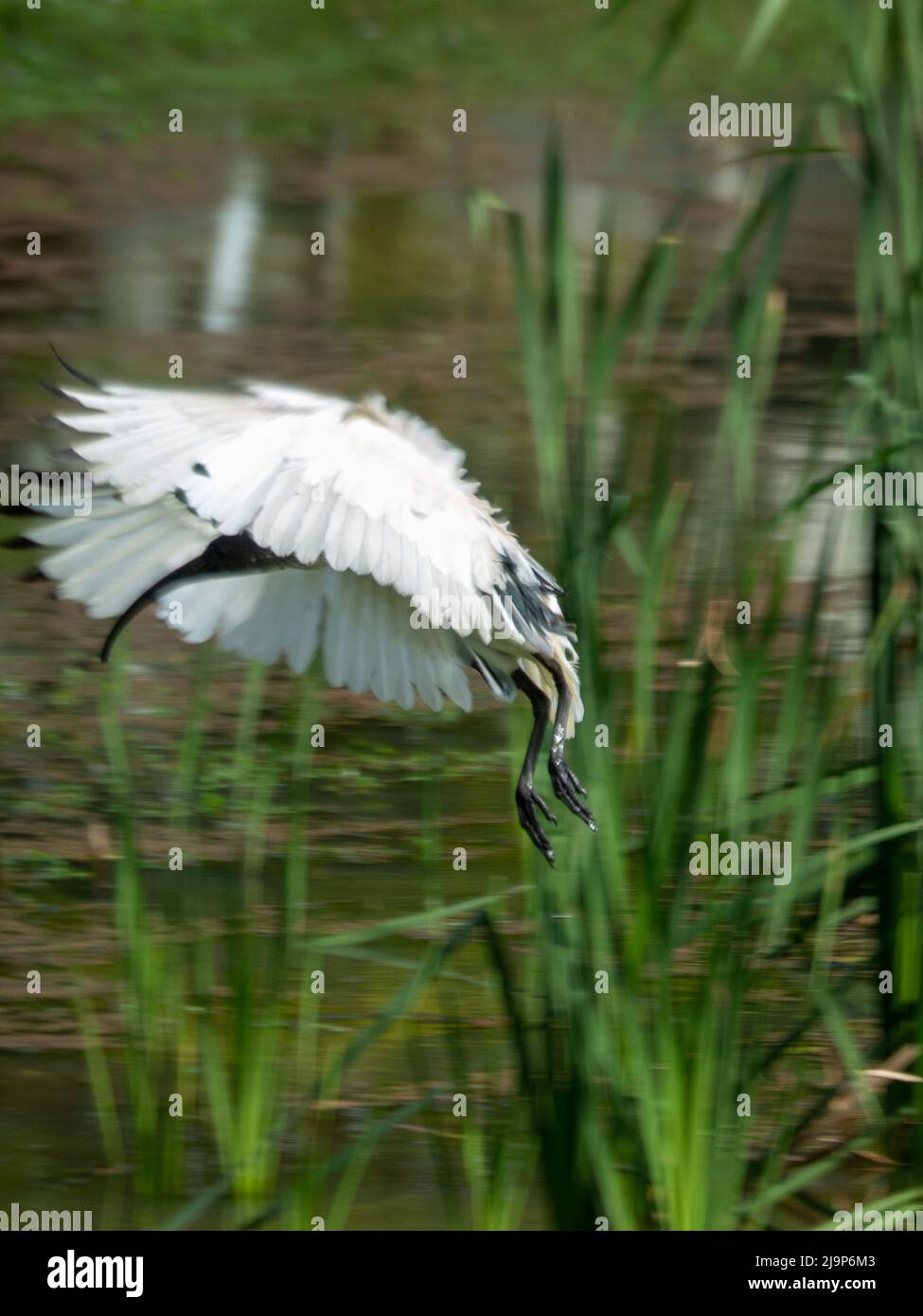 Bird, Threskiornis molucca, un maestoso Ibis con ali sollevate sopra la testa che batte, prendendo il volo sopra l'acqua del lago, Australia Foto Stock