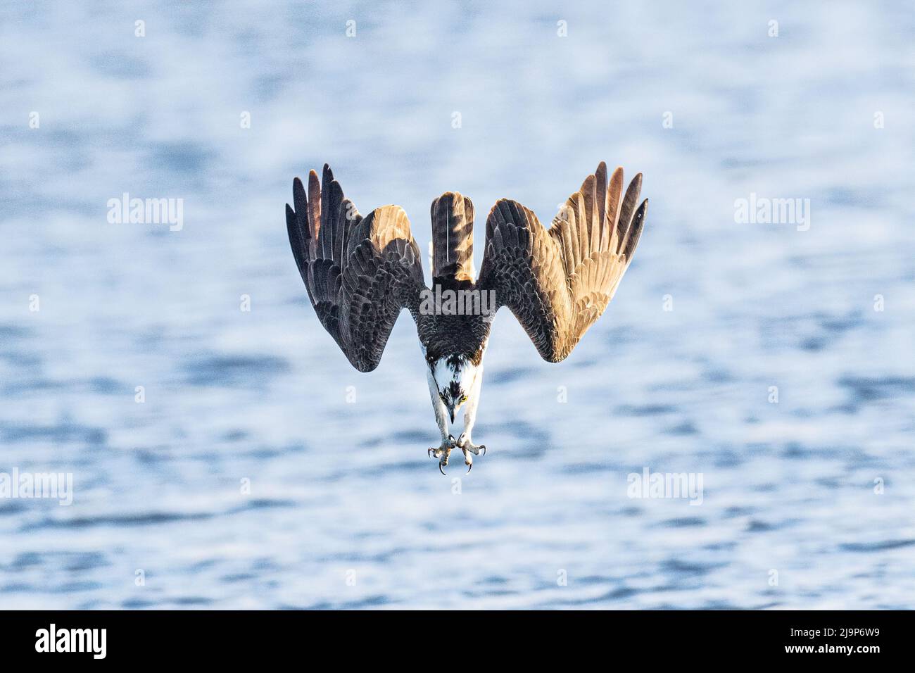 Il fotografo statunitense Kathy Wade ha catturato il momento in cui un Osprey, con precisione clinica, ha fatto un'immersione verso la superficie di un lago per catturare un pesce. Gli Osprey sono un tipo di falco unico nella loro dieta di pesce vivo e nella loro capacità di tuffarsi nell'acqua per catturarli. Emigrano nella parte settentrionale dell'America durante la stagione dell'allevamento e sono molto attivi mentre cacciano pesci per riportare al loro nido per i loro giovani. Wade ha detto '' questo osprey ha alcuni pulcini nuovi di zecca nelle vicinanze, in modo da era stato molto attivo la caccia a questo lago locale, non lontano dalla nostra casa. Questi uccelli inverno in S. Foto Stock