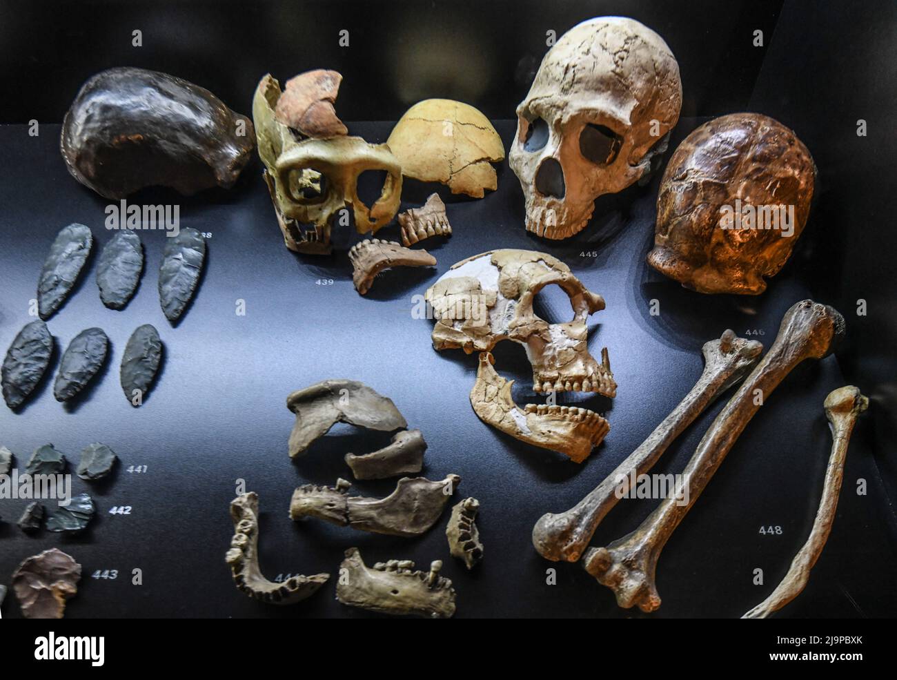 Teschi e fossili della mostra "vita entro un miliardo di anni". Museo del Parco Postojnska Jama, Slovenia Foto Stock