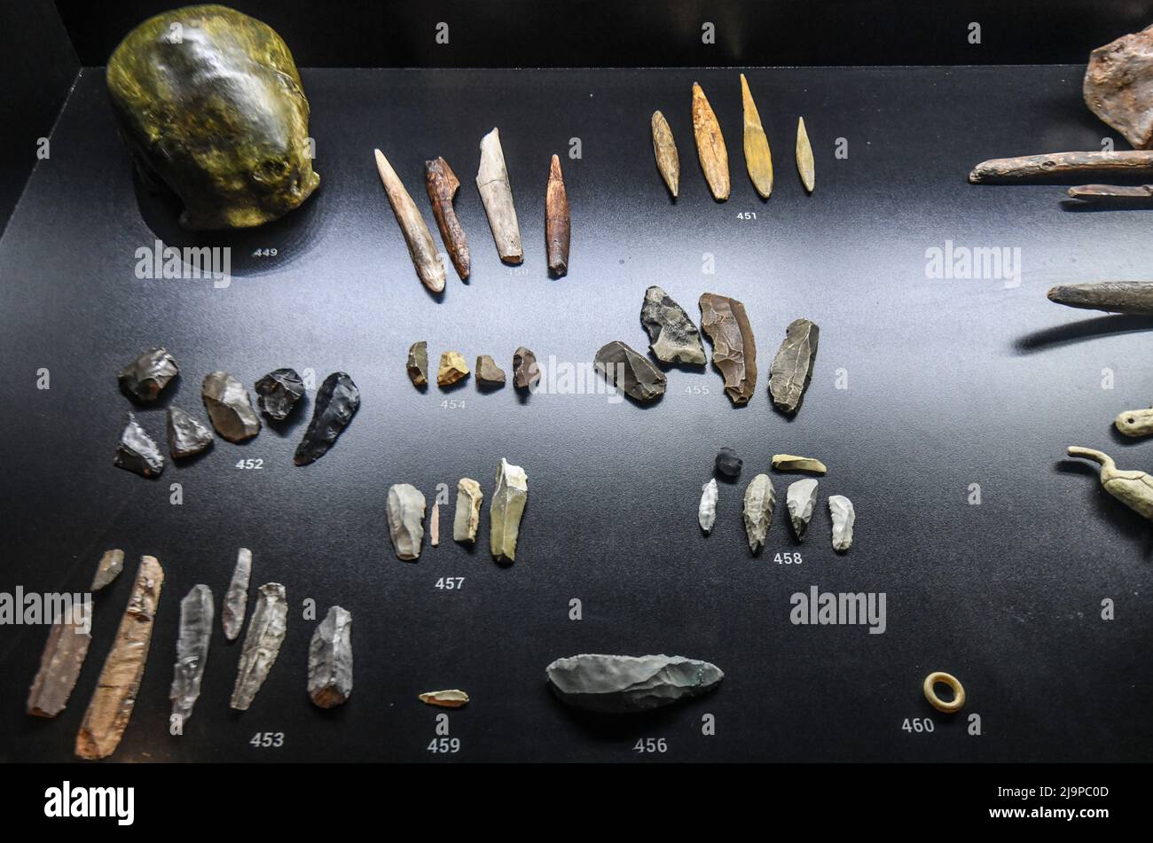 Fossili della mostra "vita entro un miliardo di anni". Museo del Parco Postojnska Jama, Slovenia Foto Stock