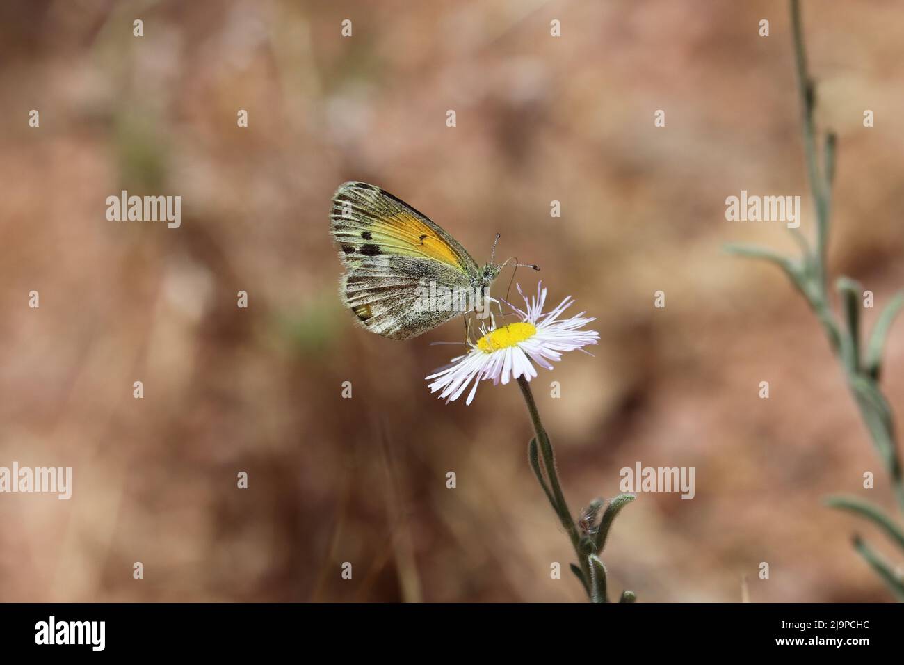 Farfalla di zolfo dainty o Nathalis iole che si nutrono su un fiore fleabane in un cortile a Payson, Arizona. Foto Stock