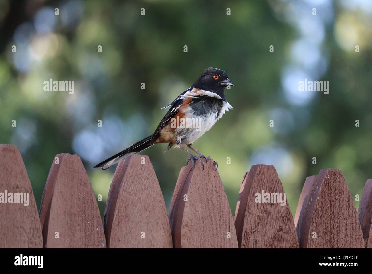 Towhee o pipilo maculatus maschio maculatus in piedi su una recinzione con piume ruffled nel vento in un cortile in Payson, Arizona. Foto Stock