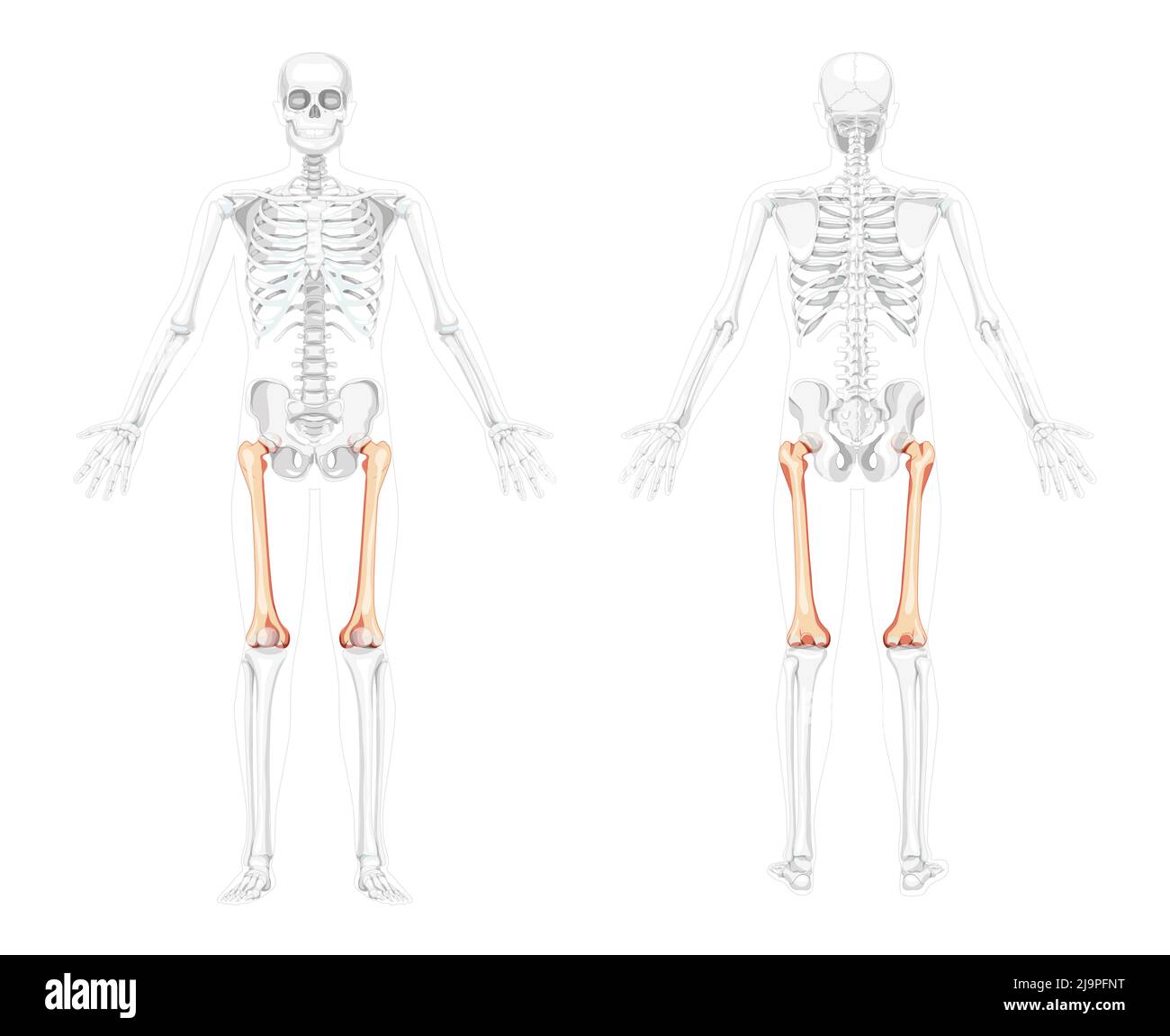 Scheletro femore coscia osso anteriore della coscia Vista posteriore umana con due pose del braccio con posizione delle ossa parzialmente trasparente. Disegno vettoriale di anatomia isolata su sfondo bianco Illustrazione Vettoriale