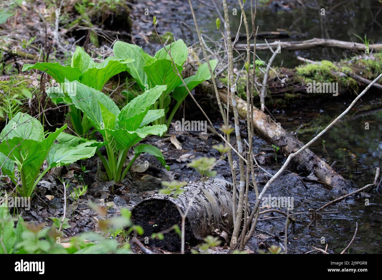 Il cavolo di Skunk (Symplocarpus foetidus) è una delle prime piante autoctone a crescere e fiorire all'inizio della primavera nel Wisconsin. Foto Stock